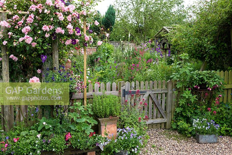 A cottage garden with wooden picket fence and pergola covered with climbing Rosa 'Albertine' and Clematis 'Etoile Violette'.