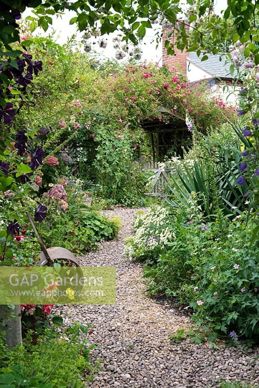 A path through a cottage garden with mixed borders and arches covered with climbing roses and clematis. In the foreground Rosa 'Belvedere' and Clematis 'Etoile Violette'.