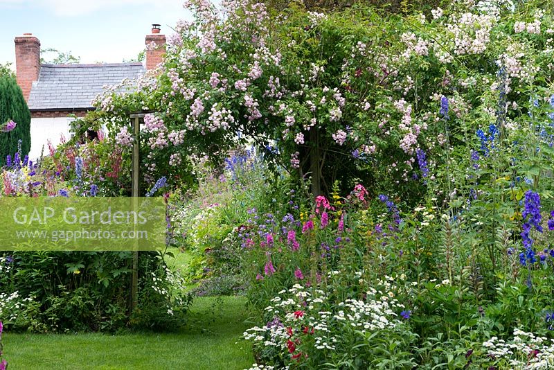 A cottage garden with grass path running through informal herbaceous borders with delphinium, phygelius, campanula, feverfew, phlox, penstemon, foxglove, hardy geranium, prairie mallow and tobacco plant. On rustic wooden arch, rambling Rosa 'Belvedere'.