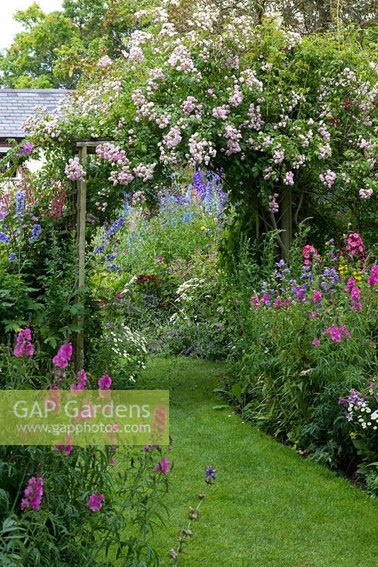A cottage garden with grass path running through informal herbaceous borders with delphinium, phygelius, campanula, feverfew, phlox, penstemon, foxglove, hardy geranium, prairie mallow and tobacco plant. On rustic wooden arch, rambling Rosa 'Belvedere'.