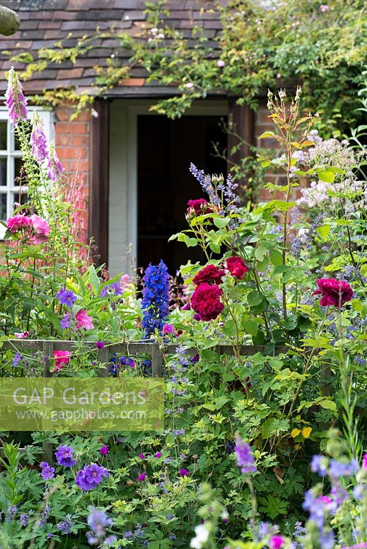 A cottage garden border with foxglove, delphinium, hardy geranium, catmint, thalictrum and Rosa 'William Shakespeare'.