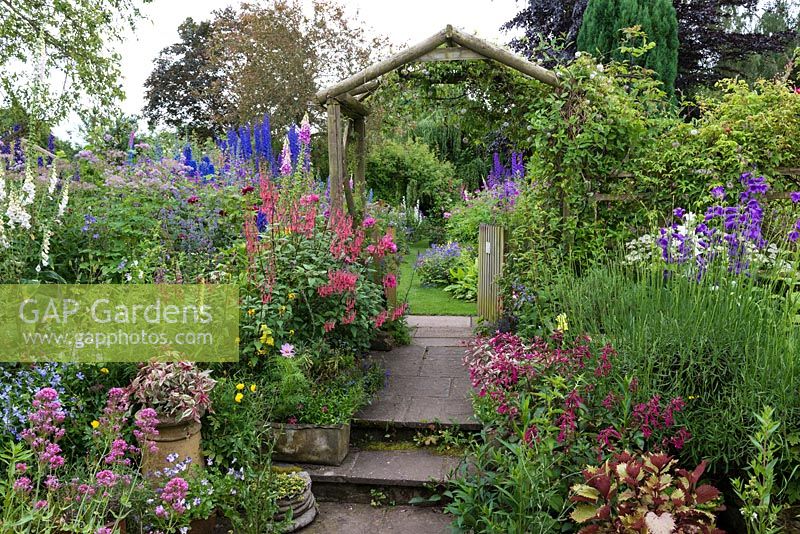 A cottage garden with path leading to rustic wooden arch, inbetween borders of phygelius, cosmos, penstemon, campanula, delphinium, foxglove, thalictrum, viola, valerian, lavender and astrantia. Fuchsia 'Tom West' in an old chimney pot.