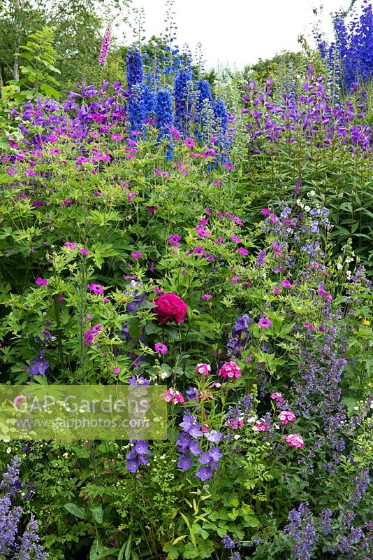 A cottage style herbaceous border with plants including delphinium, thalictrum, Jacob's Ladder, feverfew, foxglove, catmint and hardy geranium.