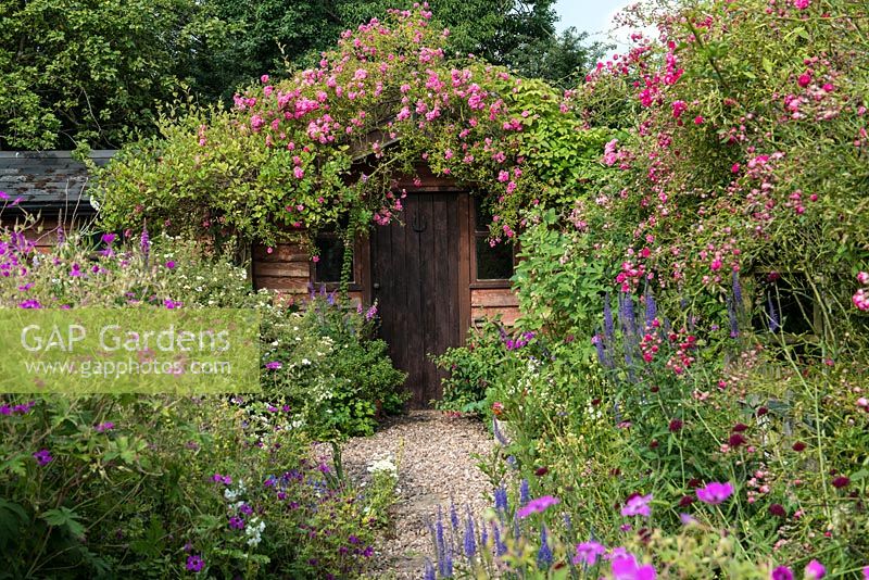 A gravel path leads between borders of hardy geranium, Jacob's ladder, veronica and scabious, to a summer house covered with rambling Rosa 'Dorothy Perkins'.