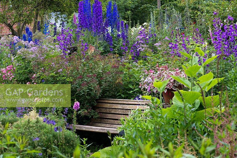 A cottage garden with wooden bench amongst a large herbaceous border of delphinium, thalictrum, Jacob's ladder, campanula, roses, foxglove and hardy geranium.