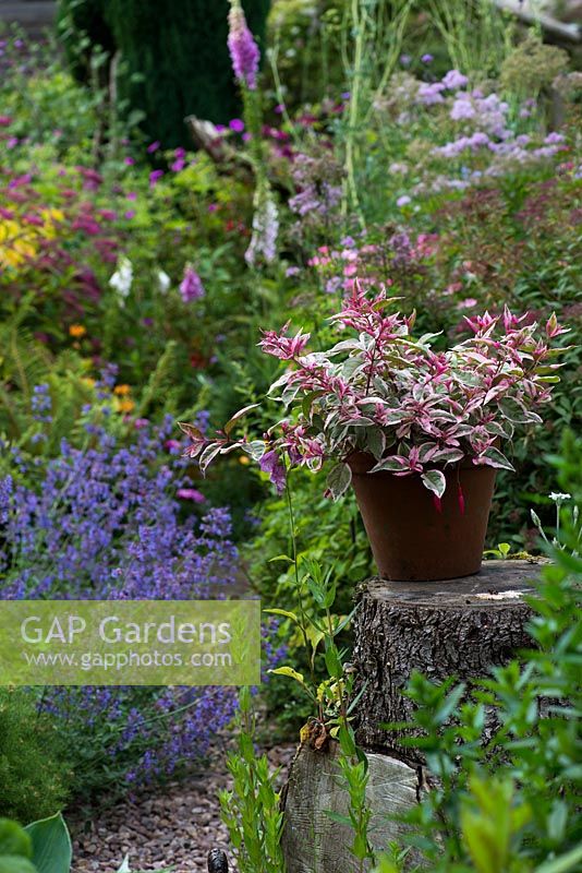 A tree stump as a pedestal for a terracotta container planted with Fuchsia 'Tom West'.