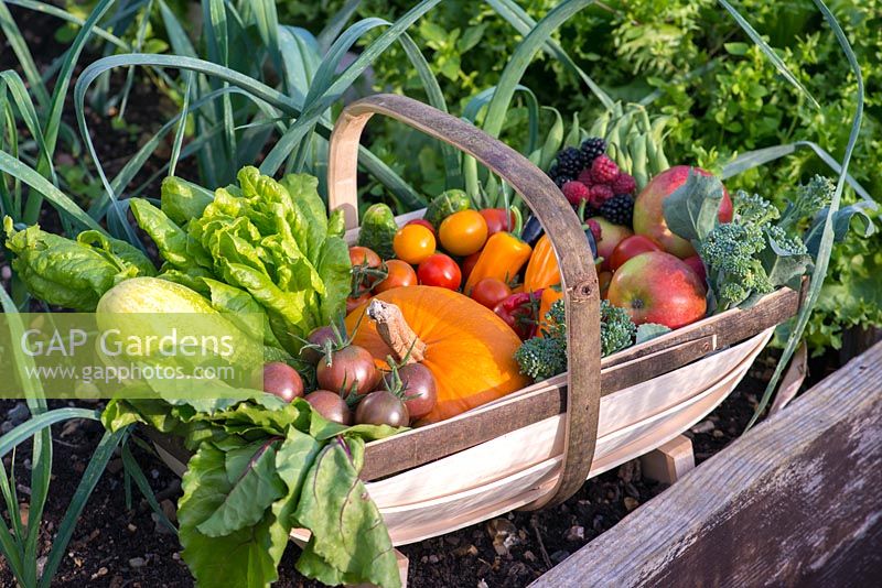 A late summer vegetable harvest in a traditional handmade Sussex trug made by Charlie Groves.