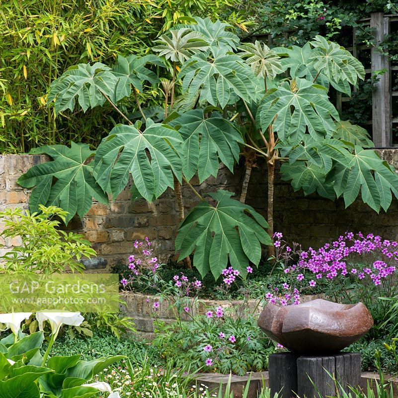 A ceramic bird bath by Sarah Walton in middle of corner courtyard. Behind, raised beds of Geranium maderense, fleabane and Tetrapanax papyrifera. 