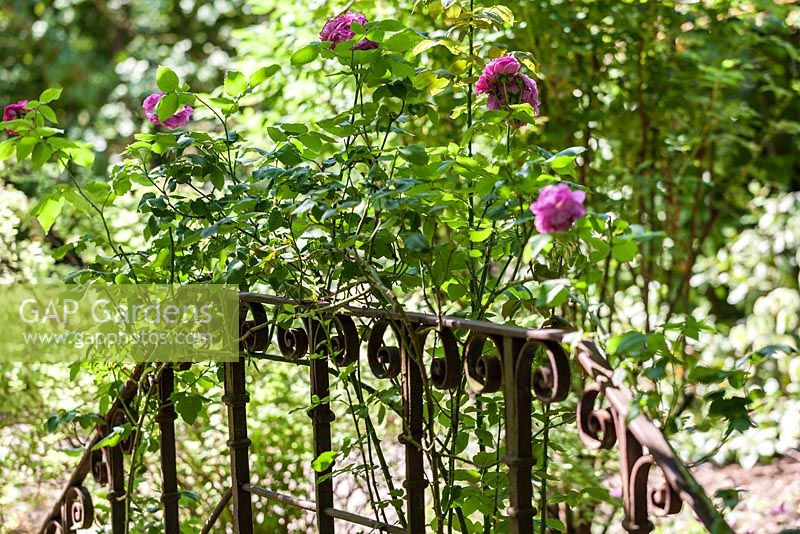 Old, rusty iron railing with Rosa 'Mme. Isaac Pereire - June, Le Jardin de Marguerite