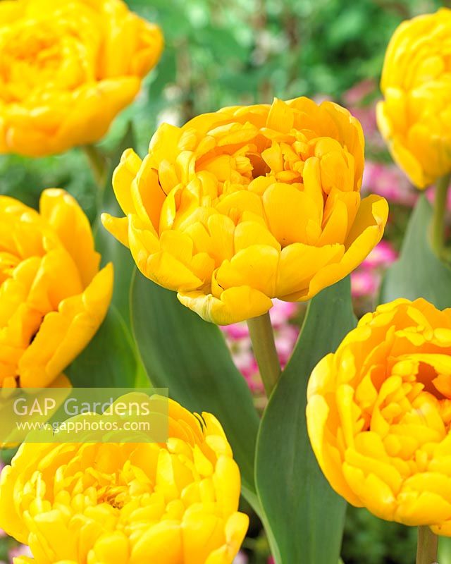 Tulipa Yellow Pomponette