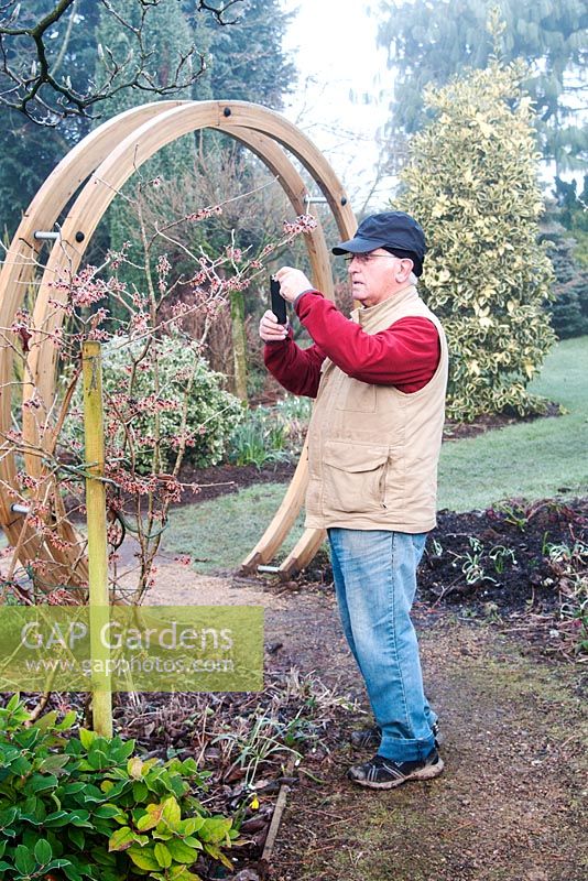 John Bent in his winter garden at 'Weeping Ash', Glazebury, Cheshire photographing witch hazel flowers. February. The garden is open for the National Garden Scheme