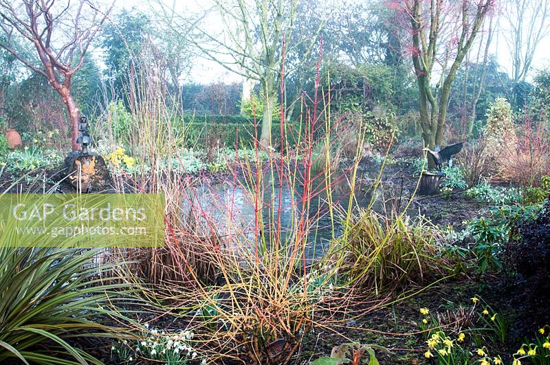 Garden bed in winter with Astelia chathamica 'Silver Spear' Galanthus Narcissus and Cornus sanguinea 'Midwinter Fire' overlooking a pond at Weeping Ash, Glazebury, Cheshire February