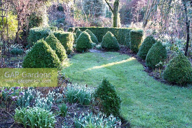 Box cones and hedging in winter garden at Weeping Ash, Cheshire, February
