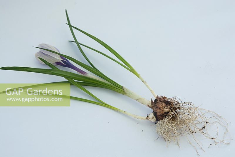 Crocus 'King of the Striped' showing cormlet - demonstrating plant vegetative reproduction 