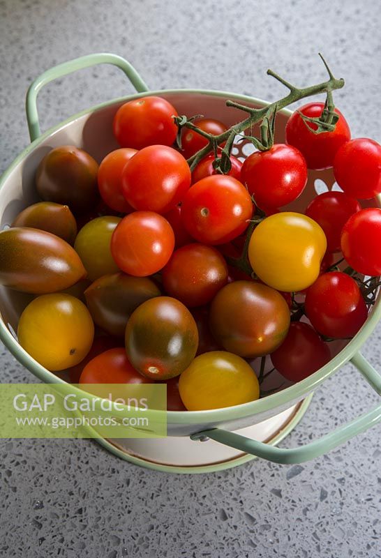 Variety of cherry tomatoes - Gardener's delight, sun baby, black plum tomates