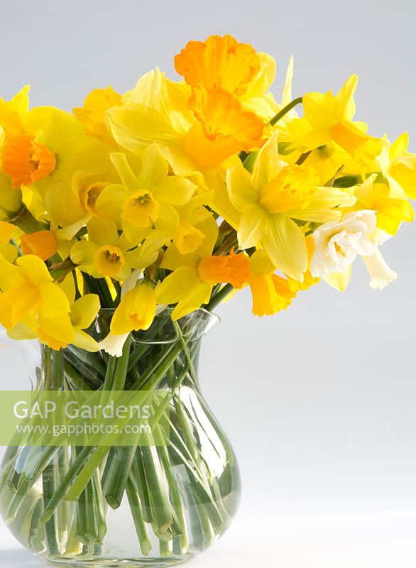 Variety of garden Narcissi in glass vase - Jetfire, Tete a Tete,, Bridal Crown, Snipe, Eaton Bells