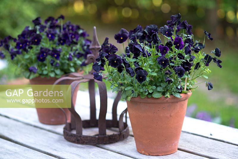 Viola sorbet series, dark purple pansies in terracotta pots on a wooden bench in June.