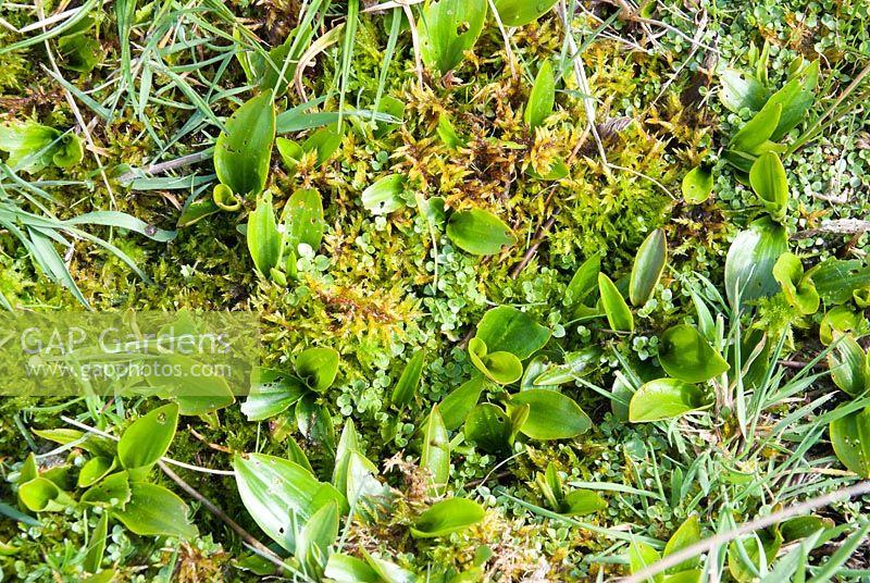 Potamogeton polygonifolius - Bog Weed, emerging through Sphagnum Moss