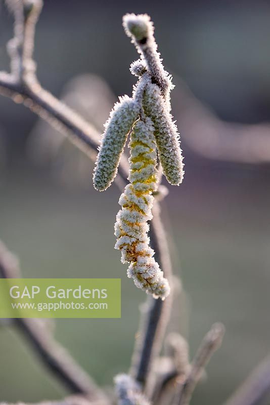 Corylus aveliana - Hazel catkins in frost