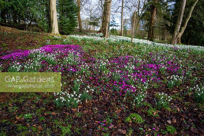 Snowdrops and Cyclamen at Colesbourne Park, Gloucestershire
