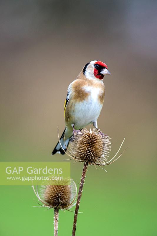 Goldfinch - Carduelis carduelis on Teasel seed head