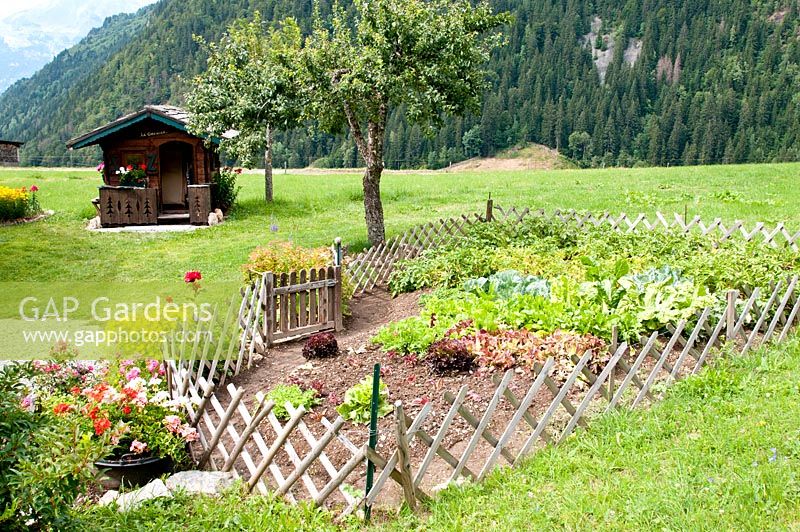 Kitchen garden growing lettuce, swiss chard and potatoes edged with gate and diagonal wooden fencing in French Alps