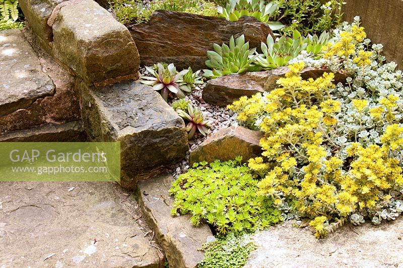 Detail of bed adjacent to garden stone step with Sedum and Echeveria 
