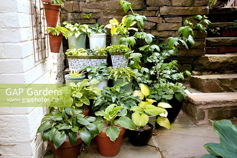 Arrangement of Hosta planted in various pots and containers on stone path by walls and steps