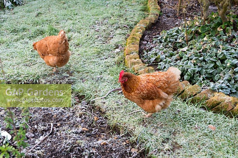Pet Hybrid hens foraging in a frosty garden.