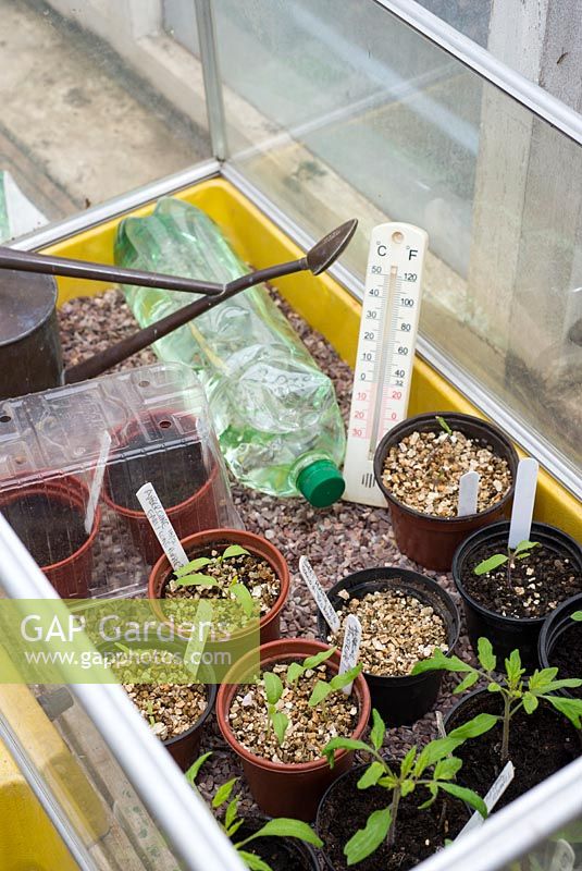 Seedlings in garden propagator with plastic water bottle providing a source of tepid water.