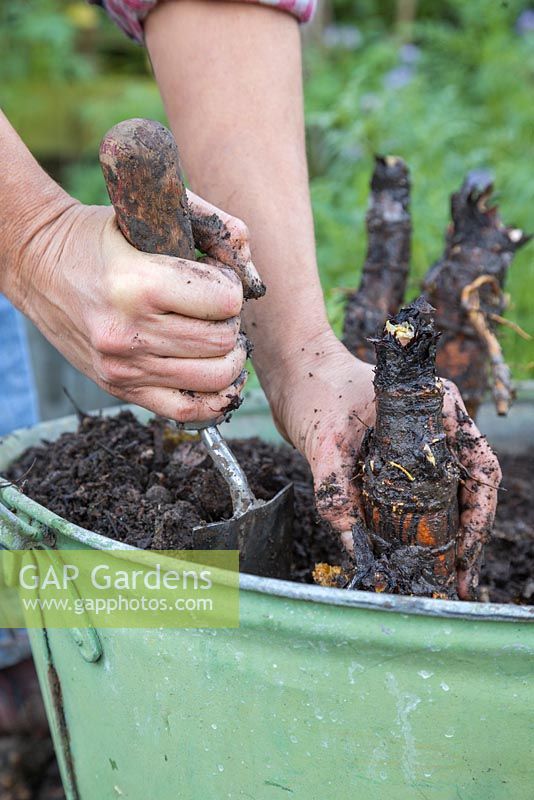 Plant the divided Rhubarb crowns into a suitable container, ensuring they are evenly spaced apart allowing room for growth