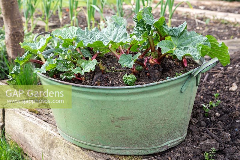 Successfully divided Rhubarb crowns growing in a metal basin
