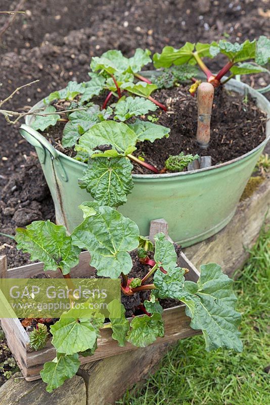 Successfully divided Rhubarb crowns growing in a metal basin, with a tray of crowns to use as gifts