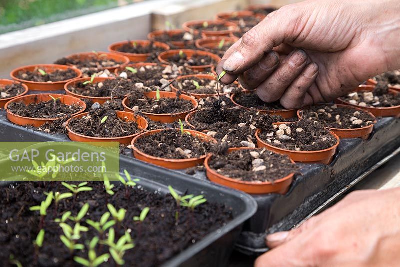 Pricking out seedlings into individual pots