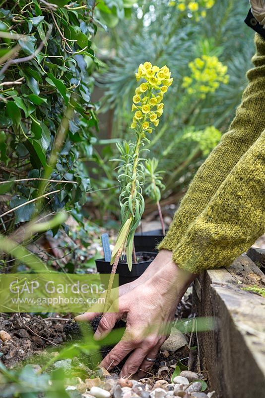 Planting out matured Euphorbia characias subsp. Wulfenii cuttings into a border with a gravel mulch