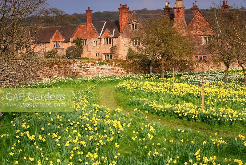 View of Felley Priory with meadow of Narcissus. Underwood, Nottinghamshire, UK. April. 