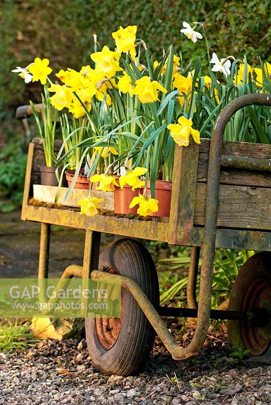 Daffodils on traditional trolly. 