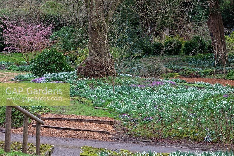 Galanthus nivalis and Cyclamen coum  at Colesbourne Park, Gloucestershire - February