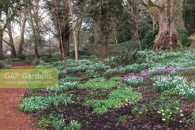 Galanthus nivalis and Cyclamen coum at Colesbourne Park, Gloucestershire - February