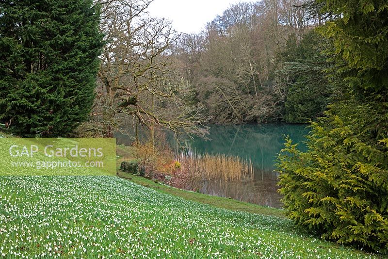 Galanthus nivalis covering hillside down to the river - Colesbourne Park, Gloucestershire - February