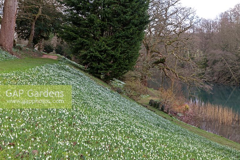 Galanthus nivalis covering hillside down to the river - Colesbourne Park, Gloucestershire - February