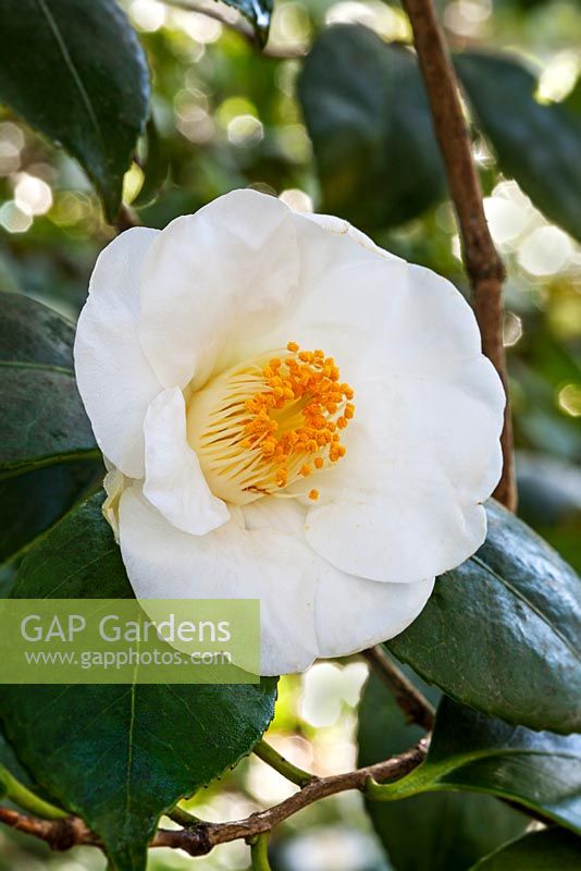 Camellia x williamsii - February