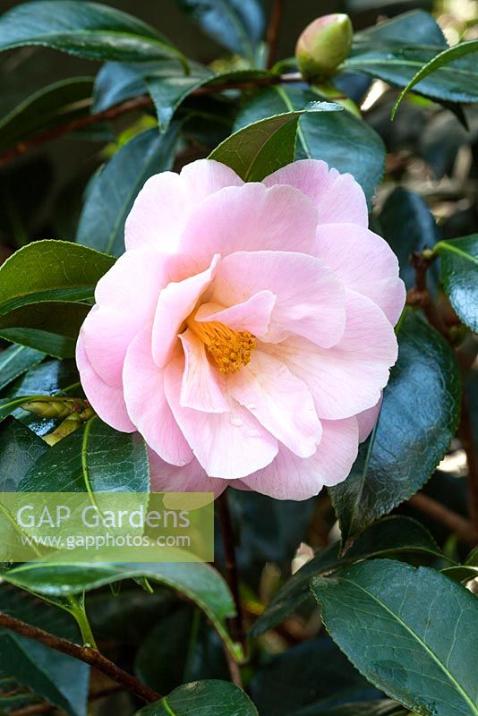 Camellia x williamsii 'Clarrie Fawcett'