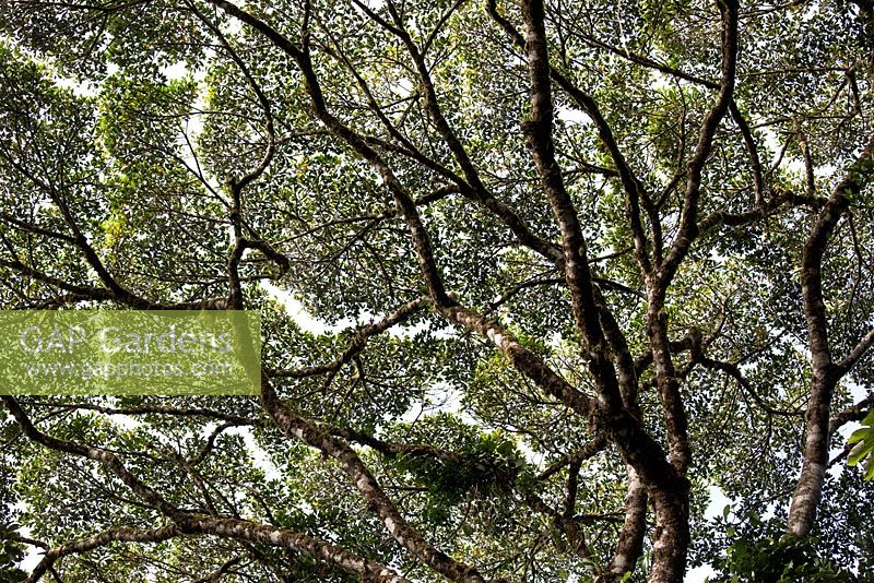 Ceiba or Kapok tree, Manuel Antonio, Costa Rica
