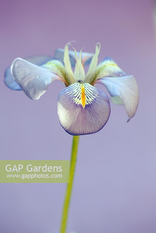 Iris unguicularis, January, Suffolk