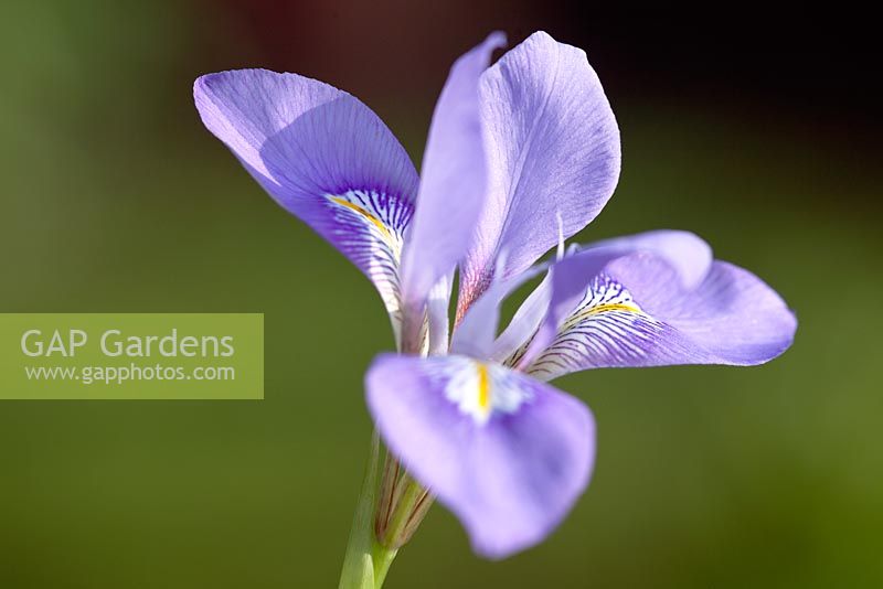 Iris unguicularis, April, Suffolk