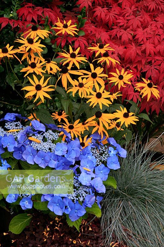 Bold primary colours for late summer and autumn. New lacecap hydrangea Teller Series, Hydrangea 'Blaumeise' with Rudbeckia 'Goldsturm', Festuca 'Intense Blue' and Acer palmatum 'Atropurpureum' in the background.