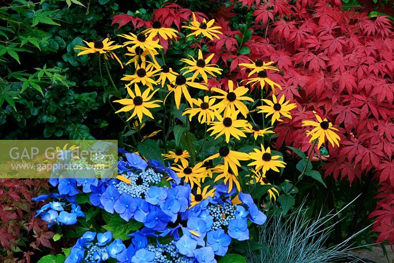 Bold primary colours for late summer and autumn. New lacecap hydrangea Teller Series, Hydrangea 'Blaumeise' with Rudbeckia 'Goldsturm', Festuca 'Intense Blue' and Acer palmatum 'Atropurpureum' in the background.