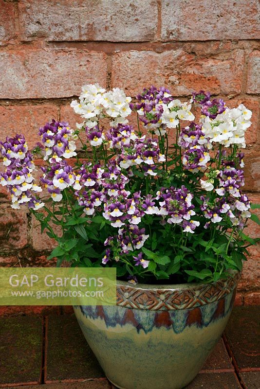 Scented container with a trio of contrasting Nemesias. Nemesia 'Berries and Cream', 'Lady Vanilla' and 'Blueberry Ripple'.