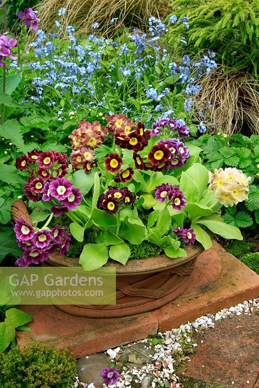 Mixed border Auriculas, Primula auricula growing in a shallow terracotta pan decorated in a basketweave pattern and dressed with moss against a backdrop of forget-me-nots.